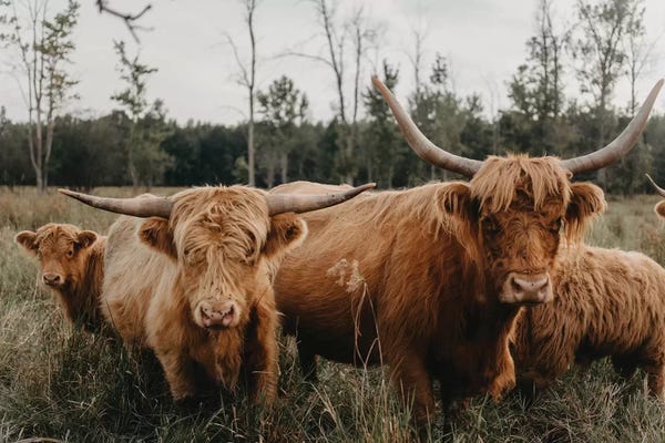 Modern Farmhouse Bedroom: Highland Cow Herd by Chelsea Victoria