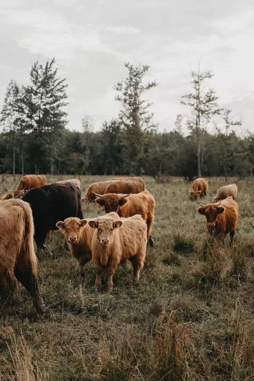 Cows in The Field