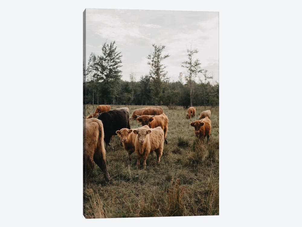 Cows in The Field by Chelsea Victoria 1-piece Canvas Art