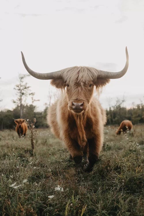 Highland Cow At Sunset