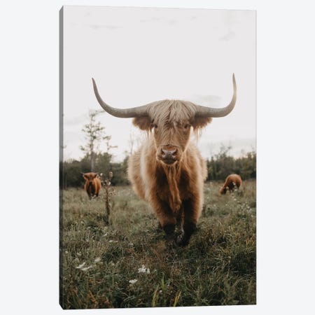 Highland Cow At Sunset Canvas Print #CVA301} by Chelsea Victoria Canvas Print