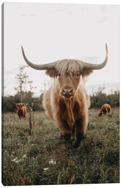 Highland Cow At Sunset Canvas Art Print - Chelsea Victoria