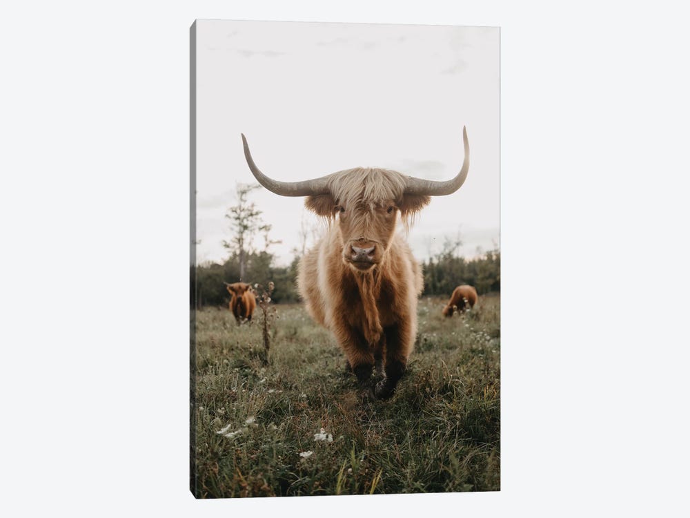Highland Cow At Sunset by Chelsea Victoria 1-piece Canvas Print