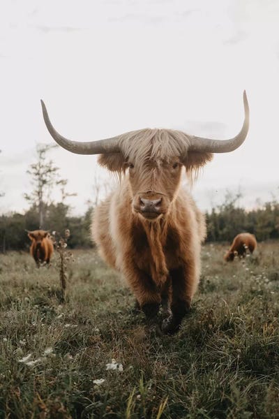 Modern Farmhouse Bedroom: Highland Cow At Sunset by Chelsea Victoria