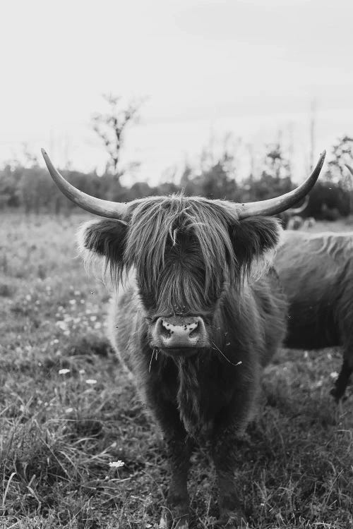 The Curious Cow Black and White