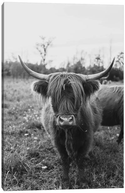 The Curious Cow Black and White Canvas Art Print - Highland Cow Art