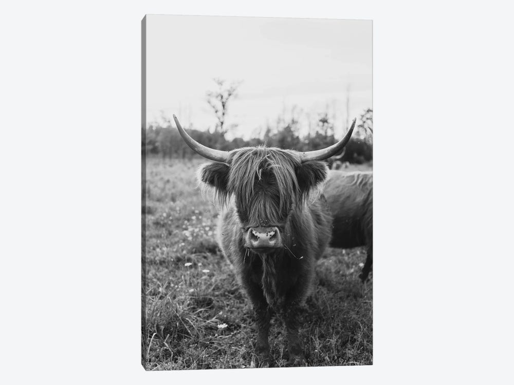 The Curious Cow Black and White by Chelsea Victoria 1-piece Canvas Art
