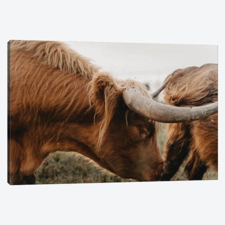 12 X 12 X 0.75 Highland Cattle Frida I Square By Monika Strigel Unframed  Wall Canvas - Icanvas : Target
