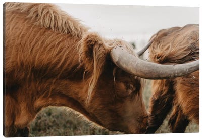 Rise Canvas Art Print - Highland Cow Art