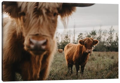 The Highland Cows Canvas Art Print - Highland Cow Art
