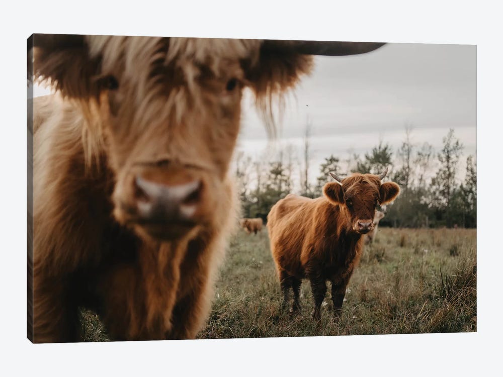 The Highland Cows by Chelsea Victoria 1-piece Canvas Print