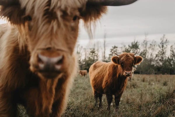 Chelsea Victoria: The Highland Cows by Chelsea Victoria