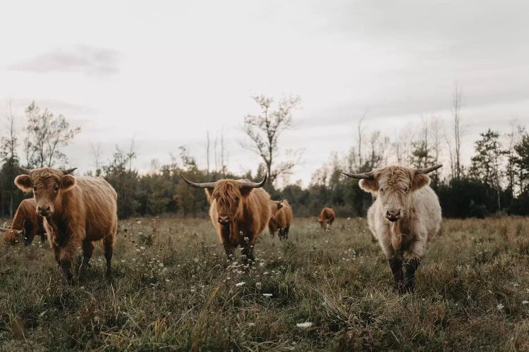 Highland Cows At Sunset