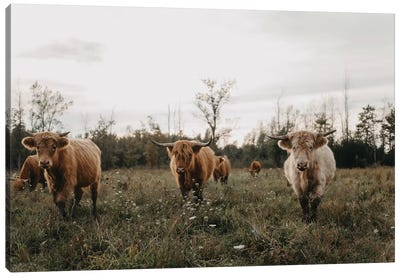 Highland Cows At Sunset Canvas Art Print - Chelsea Victoria