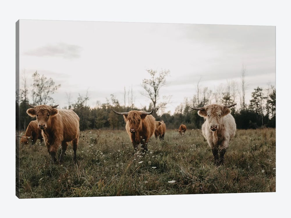 Highland Cows At Sunset by Chelsea Victoria 1-piece Canvas Art Print