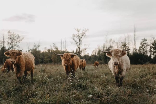 Modern Farmhouse Bedroom: Highland Cows At Sunset by Chelsea Victoria