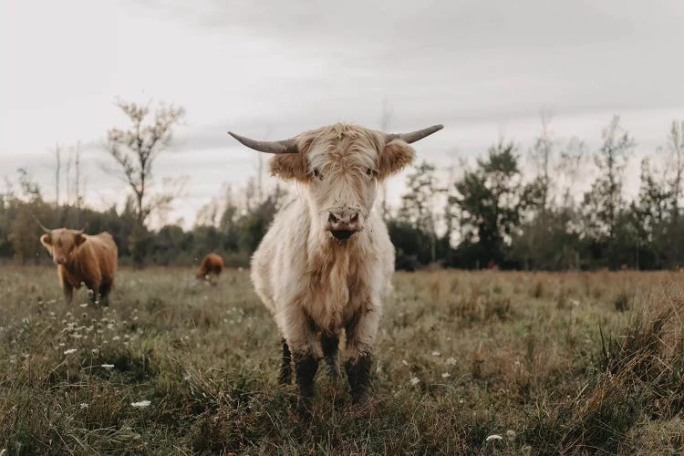 The Curious White Highland Cow