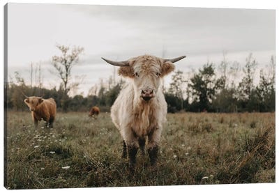 The Curious White Highland Cow Canvas Art Print - Highland Cow Art