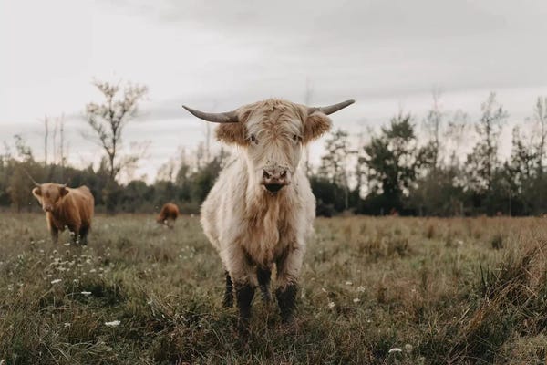 Modern Farmhouse Bedroom: The Curious White Highland Cow by Chelsea Victoria