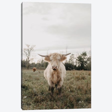 The Highland Cow Canvas Print #CVA309} by Chelsea Victoria Canvas Print