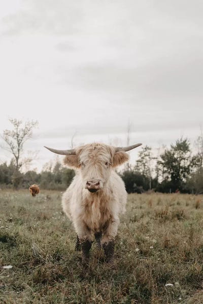 Modern Farmhouse Bedroom: The Highland Cow by Chelsea Victoria