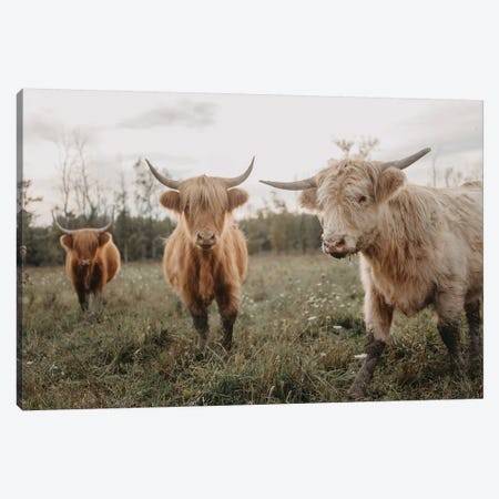 Cows In The Field At Sunrise Canvas Print #CVA310} by Chelsea Victoria Canvas Wall Art