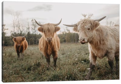 Cows In The Field At Sunrise Canvas Art Print - Highland Cow Art