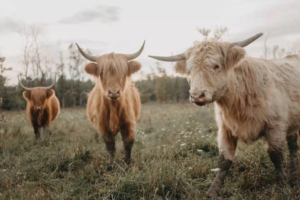 Chelsea Victoria: Cows In The Field At Sunrise by Chelsea Victoria