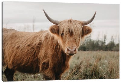 Stoic Highland Cow Canvas Art Print - Cow Art