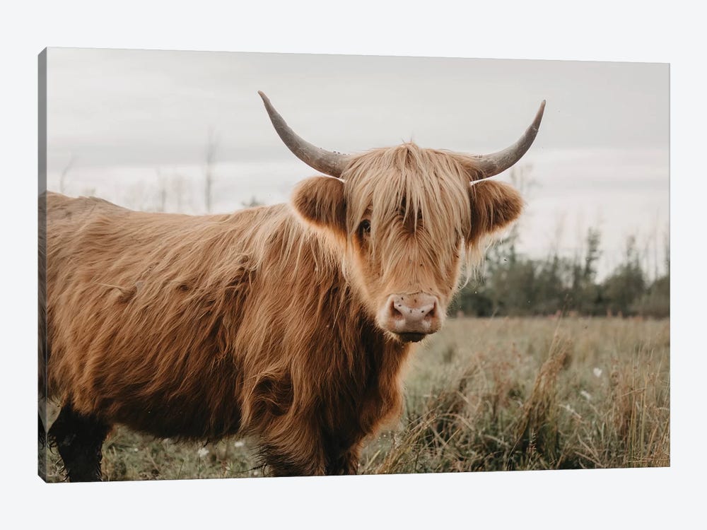 Stoic Highland Cow by Chelsea Victoria 1-piece Canvas Wall Art