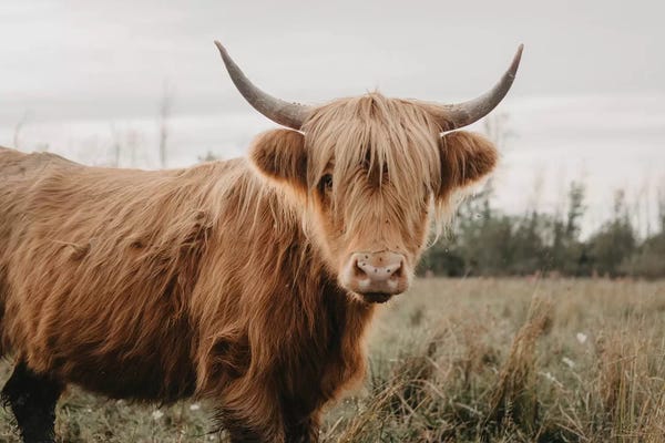 Modern Farmhouse Bedroom: Stoic Highland Cow by Chelsea Victoria