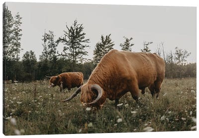 Highland Cows Grazing Canvas Art Print - Highland Cow Art