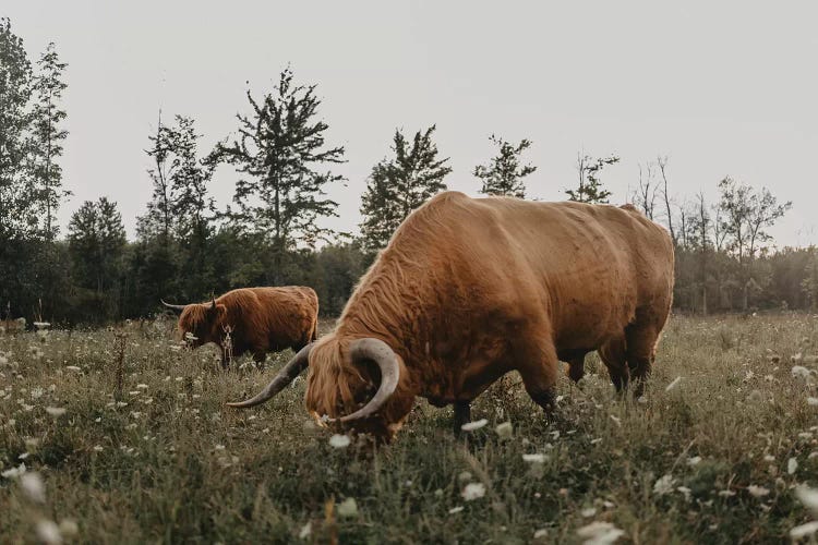 Highland Cows Grazing