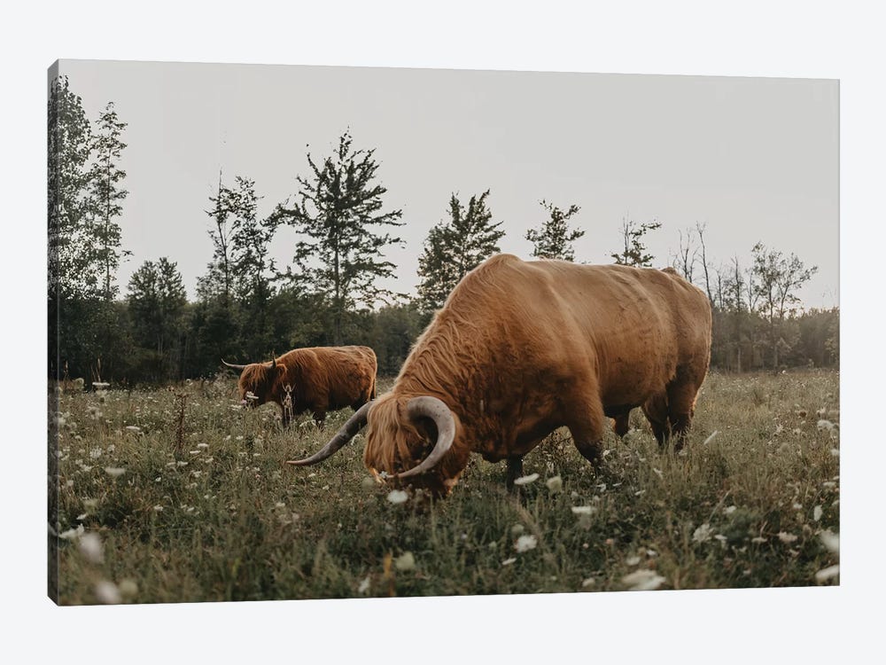 Highland Cows Grazing by Chelsea Victoria 1-piece Art Print