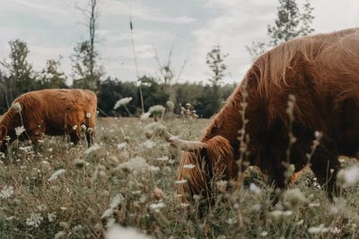 Highland Cows In The Meadow by Chelsea Victoria framed wall art
