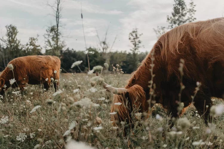 Highland Cows In The Meadow