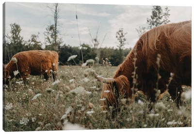 Highland Cows In The Meadow Canvas Art Print - Highland Cow Art