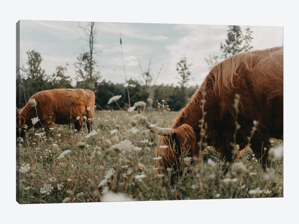 Highland Cows In The Meadow 1-piece Canvas Wall Art