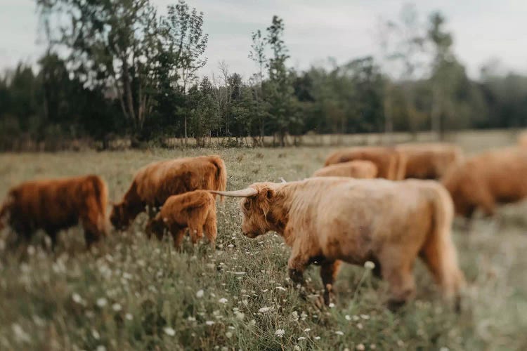 Highland Cattle