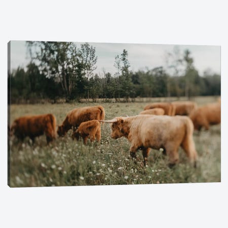 Highland Cattle Canvas Print #CVA314} by Chelsea Victoria Art Print