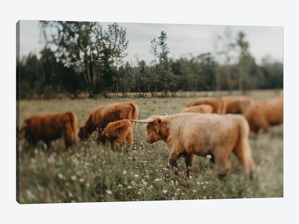 Highland Cattle by Chelsea Victoria 1-piece Canvas Print