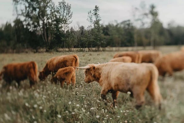 Chelsea Victoria: Highland Cattle by Chelsea Victoria