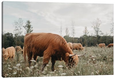 Highland Cow Grazing In The Meadow Canvas Art Print - Highland Cow Art