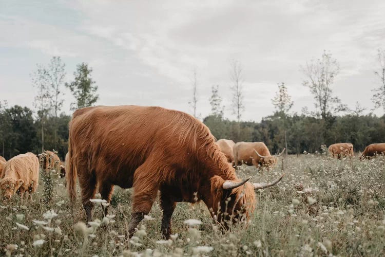 Highland Cow Grazing In The Meadow