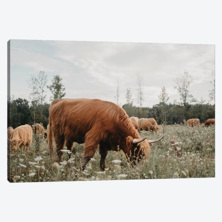 Highland Cow Grazing In The Meadow Canvas Print #CVA315} by Chelsea Victoria Canvas Art Print