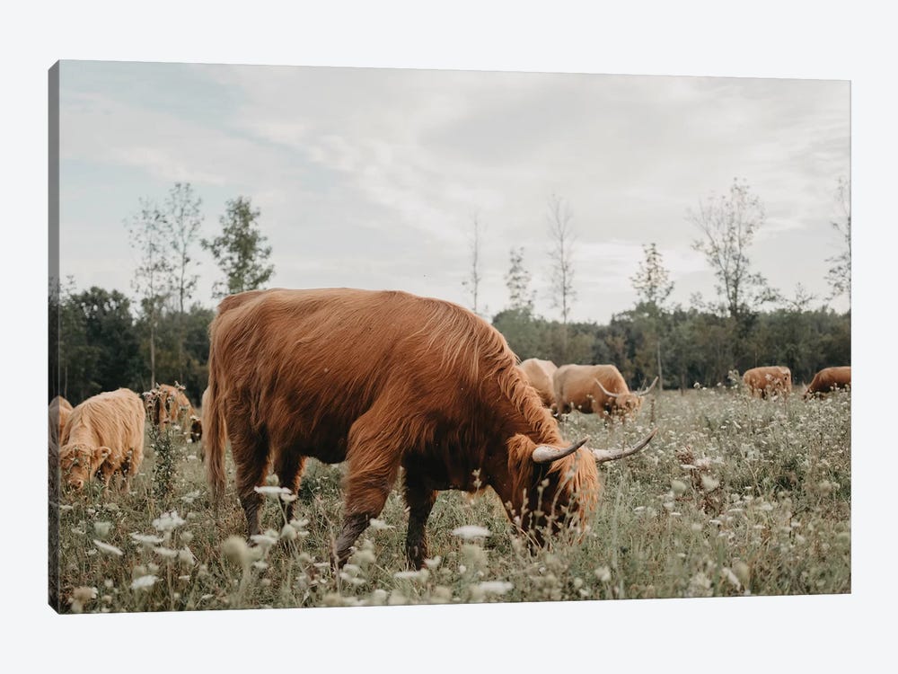 Highland Cow Grazing In The Meadow by Chelsea Victoria 1-piece Canvas Artwork
