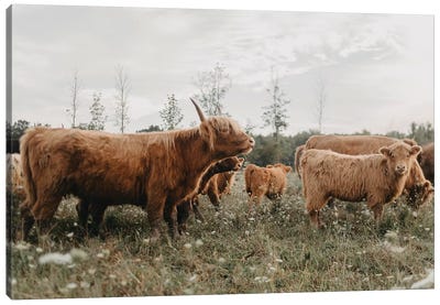 Say Something Canvas Art Print - Highland Cow Art