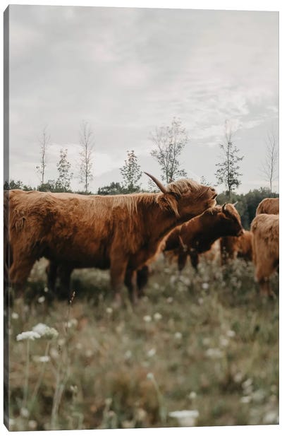 Highland Cow Mooing Canvas Art Print - Chelsea Victoria