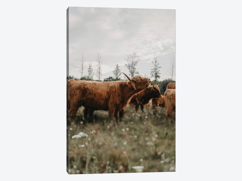 Highland Cow Mooing by Chelsea Victoria 1-piece Canvas Art
