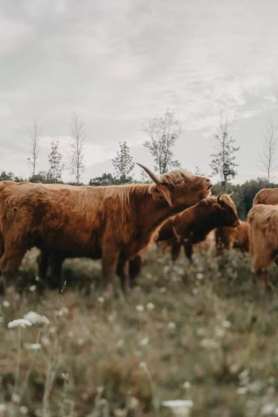 Chelsea Victoria: Highland Cow Mooing by Chelsea Victoria
